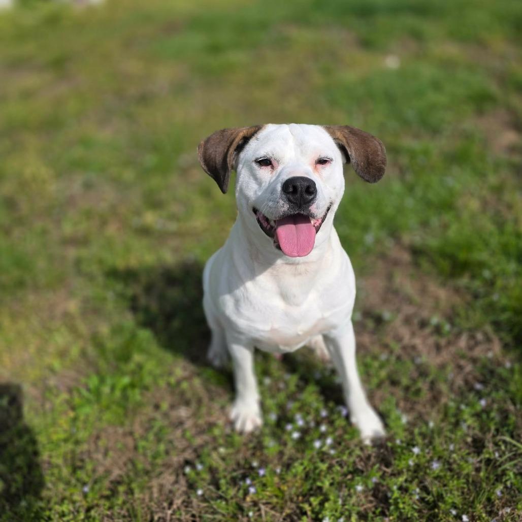 Sprout, a Adoptable Mixed Breed in Jackson, MO image 2/6