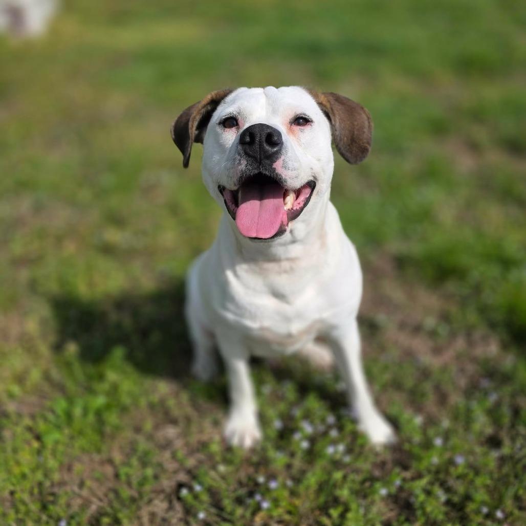 Sprout, a Adoptable Mixed Breed in Jackson, MO image 6/6