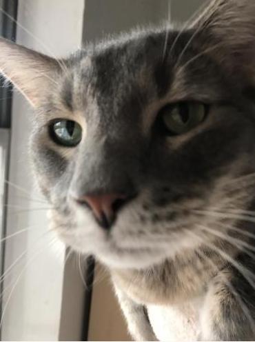 Elliott, Adopted, Adult Male Domestic Short Hair & Tabby.