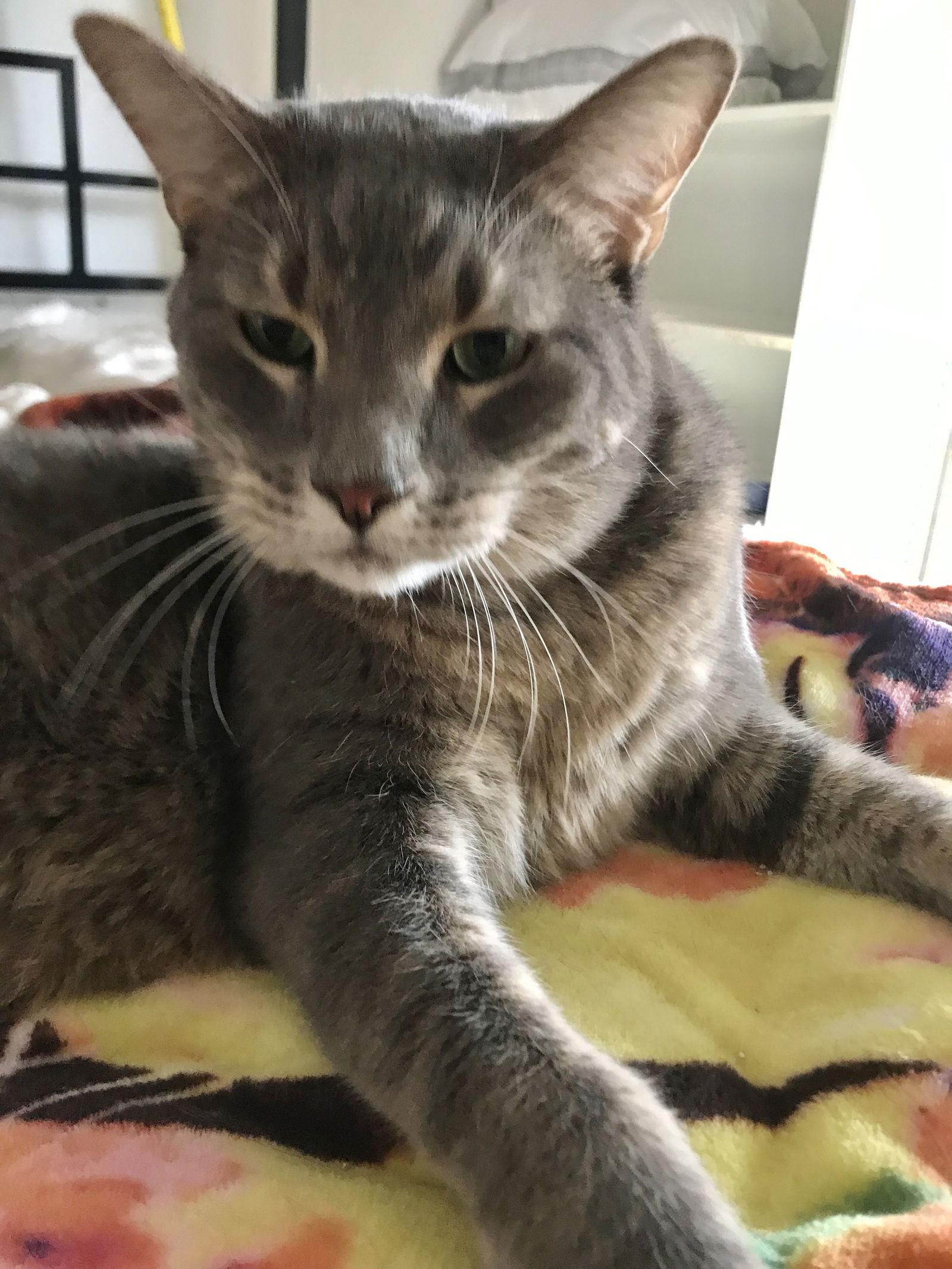 Enlarge Elliott, a Adopted mixed breed in Prosper, TX image 2/3