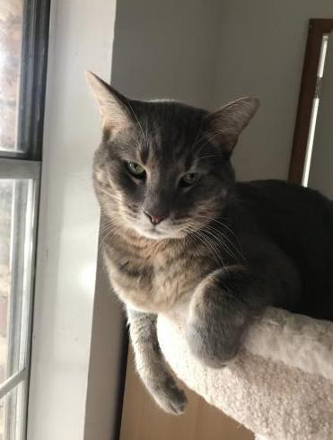 Enlarge Elliott, a Adopted mixed breed in Prosper, TX image 3/3