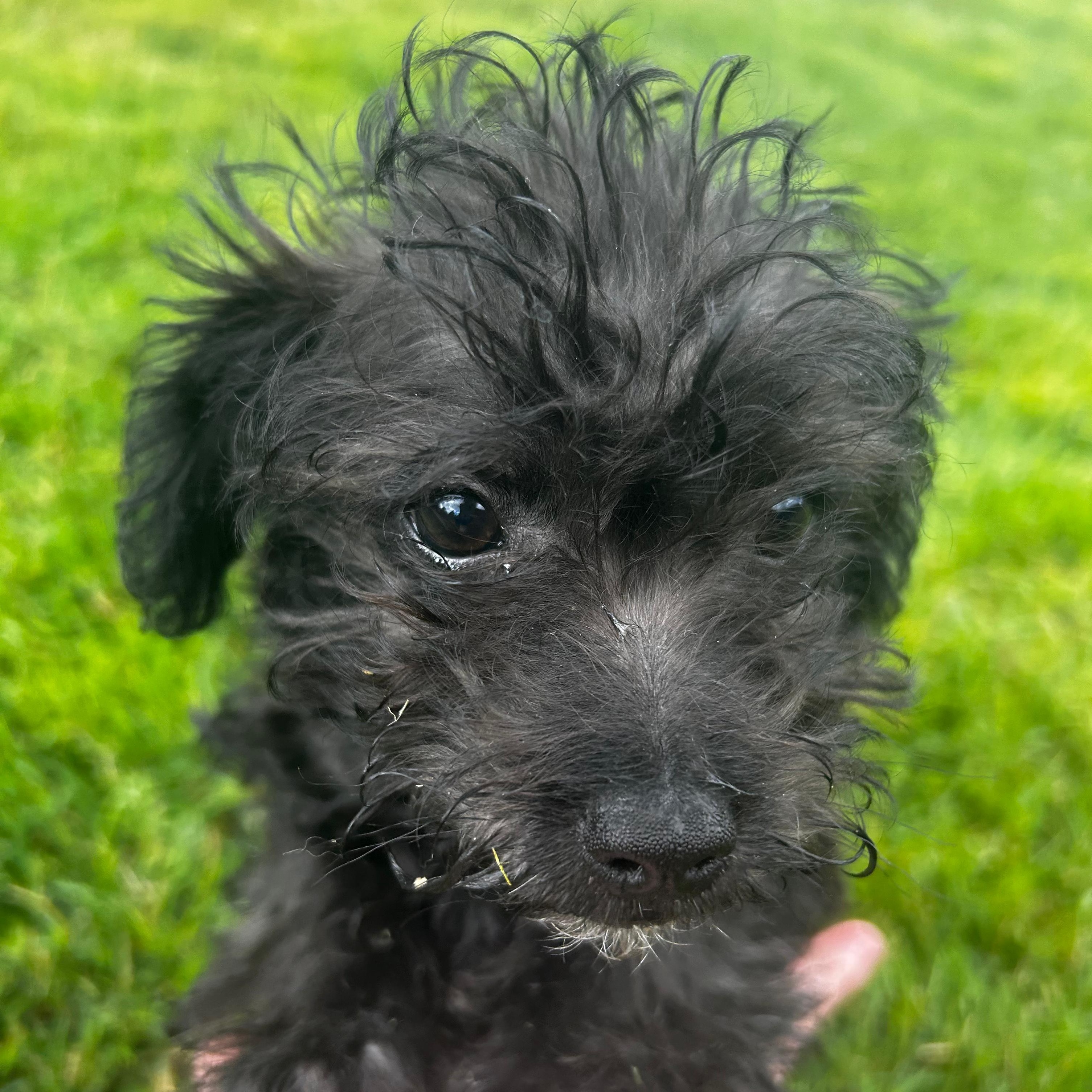 BRUNO, a ADOPTABLE mixed breed in Auburn, WA image 2/5