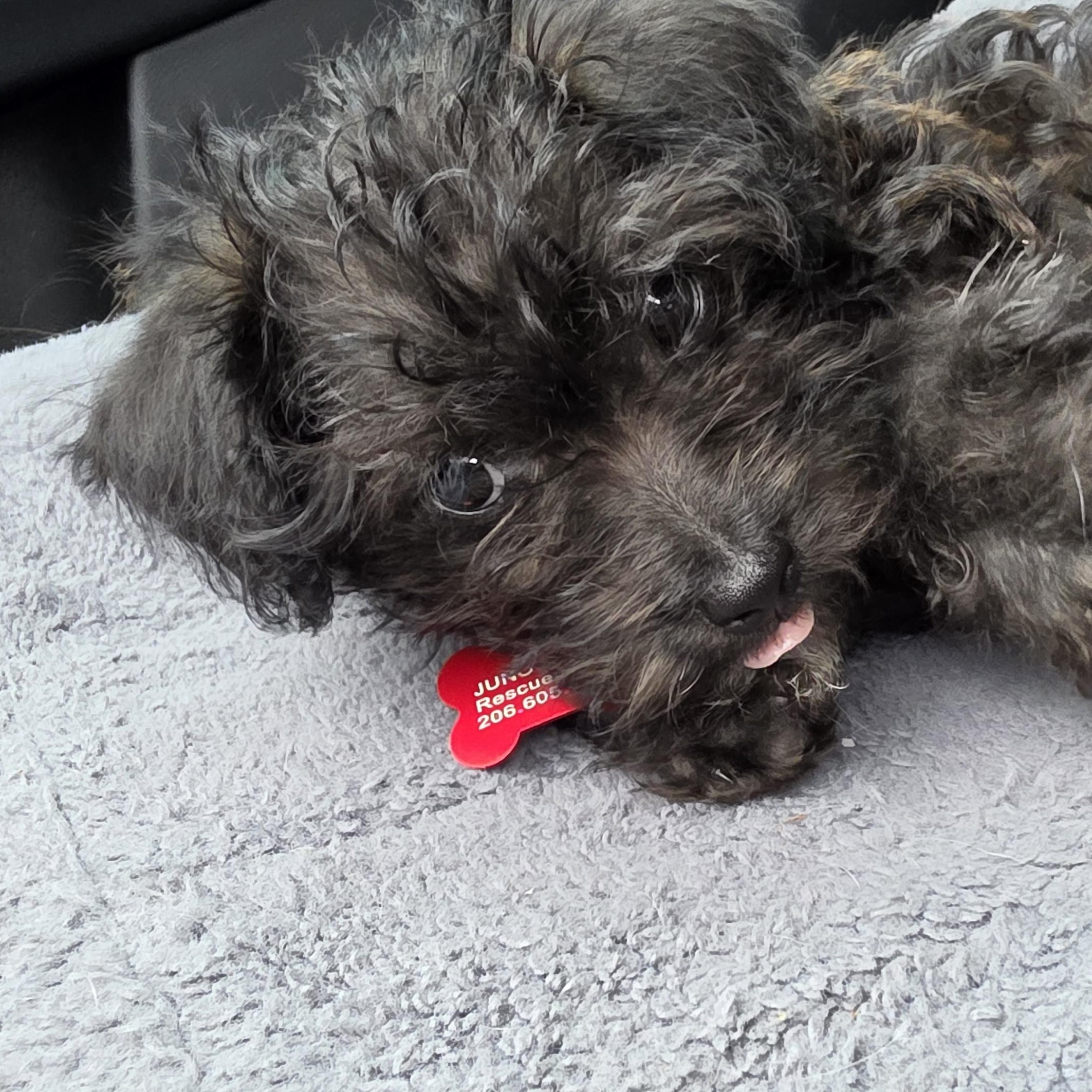 BRUNO, ADOPTABLE, Puppy Male Miniature Poodle & Norwich Terrier.