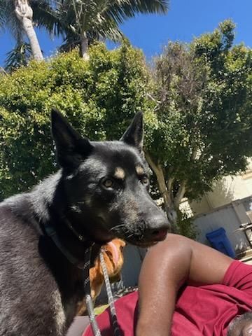 My Fair Lady, German Shepherd, Young Female German Shepherd Dog