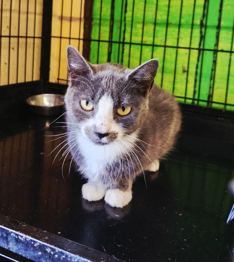 Enlarge Laverne & Shirley, a Adoptable Domestic Short Hair in Perth Amboy, NJ image 1/4