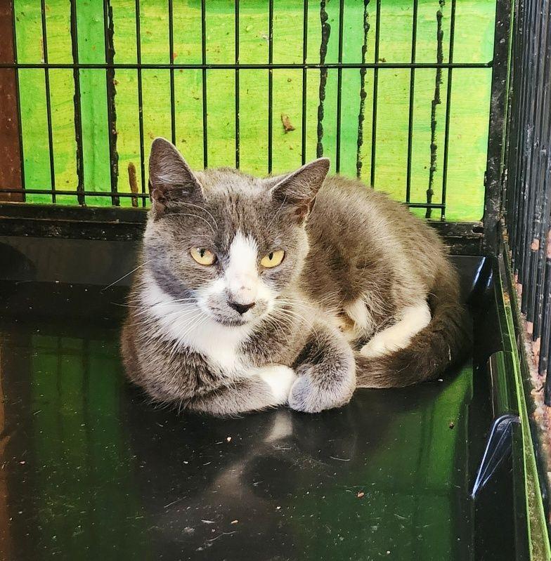 Shirley, Adoptable, Young Female Domestic Short Hair.