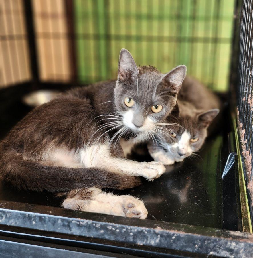 Enlarge Laverne & Shirley, a Adoptable Domestic Short Hair in Perth Amboy, NJ image 4/4