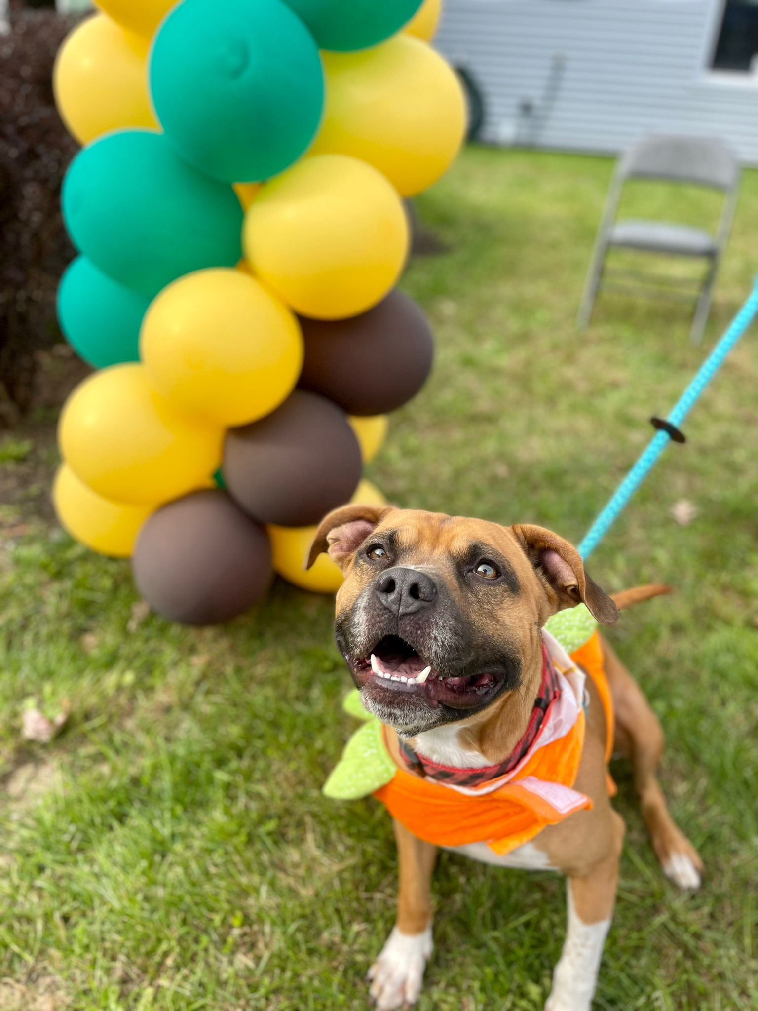 Enlarge 23-299 Handsome, a Adoptable Pit Bull Terrier in Amityville, NY image 4/8