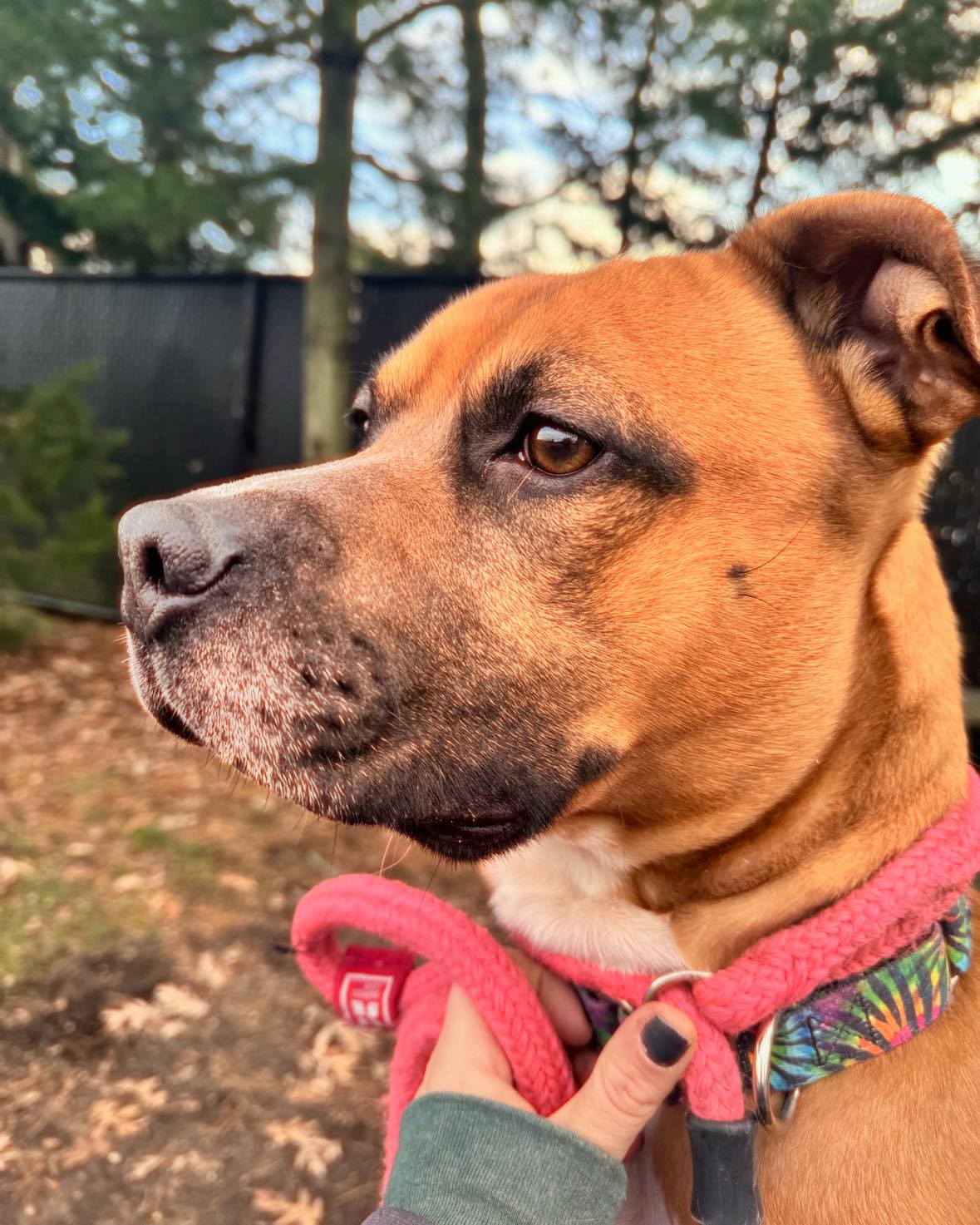 Enlarge 23-299 Handsome, a Adoptable Pit Bull Terrier in Amityville, NY image 5/8