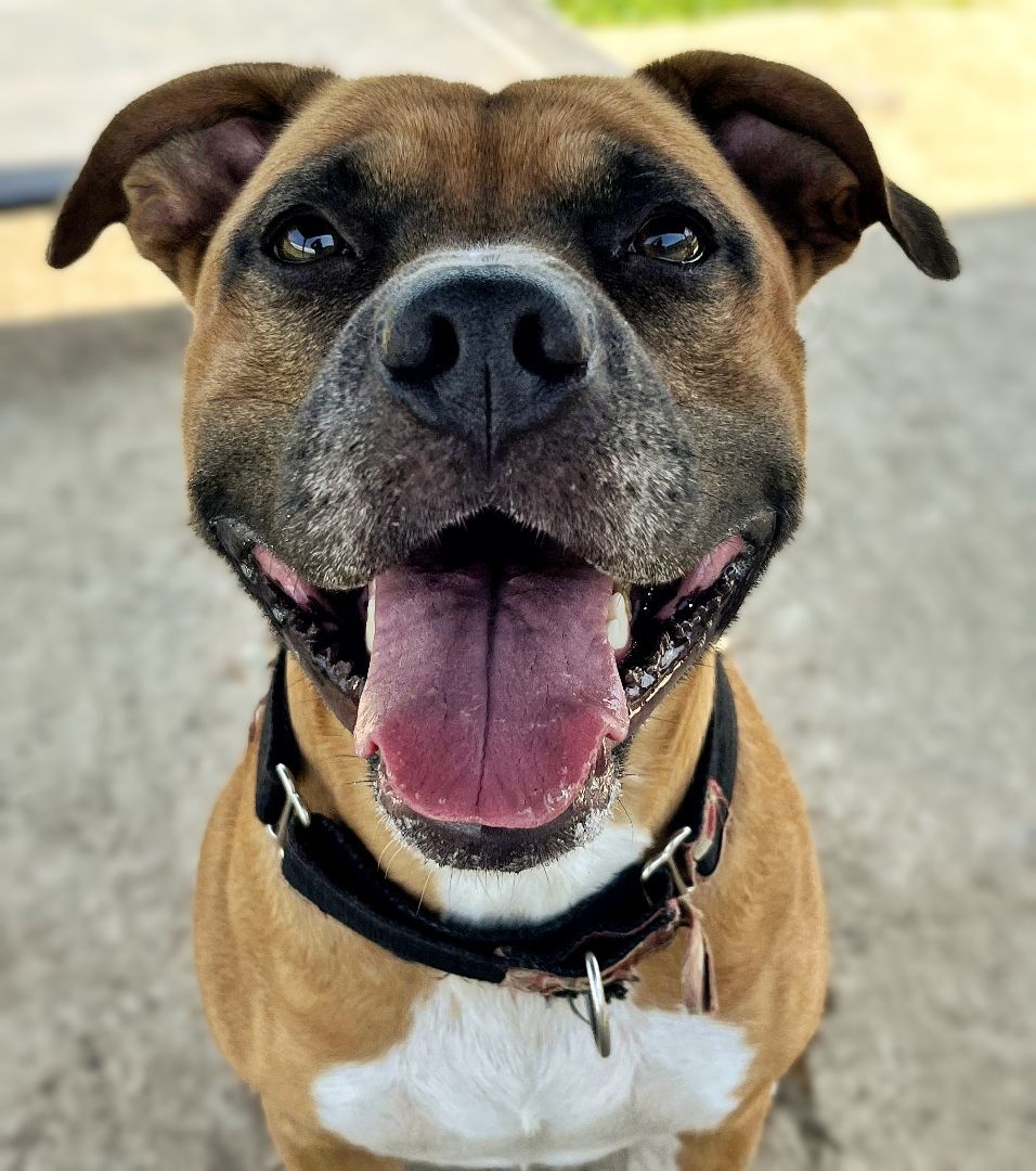 23-299 Handsome, Adoptable, Adult Male Pit Bull Terrier.