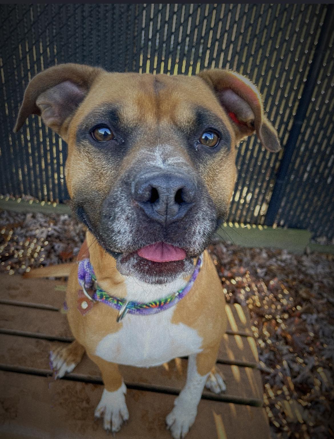 Enlarge 23-299 Handsome, a Adoptable Pit Bull Terrier in Amityville, NY image 6/8