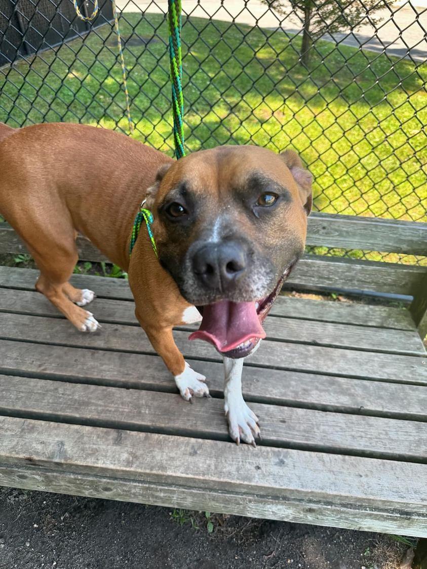 Enlarge 23-299 Handsome, a Adoptable Pit Bull Terrier in Amityville, NY image 7/8