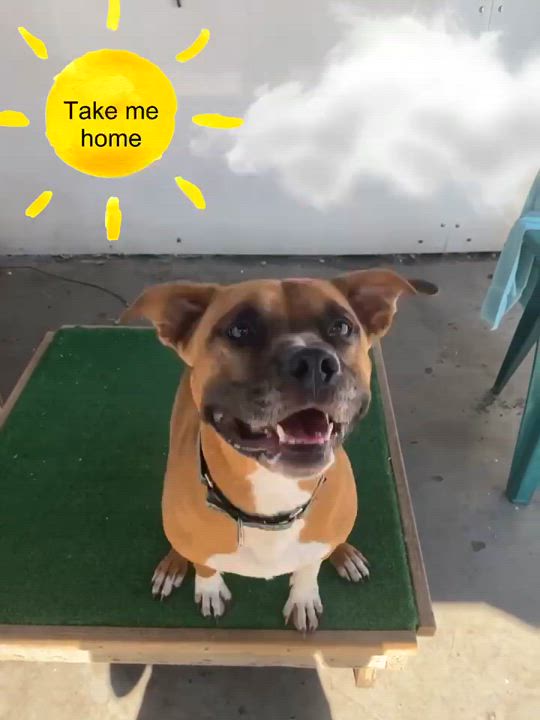 Enlarge 23-299 Handsome, a Adoptable Pit Bull Terrier in Amityville, NY video 8/8