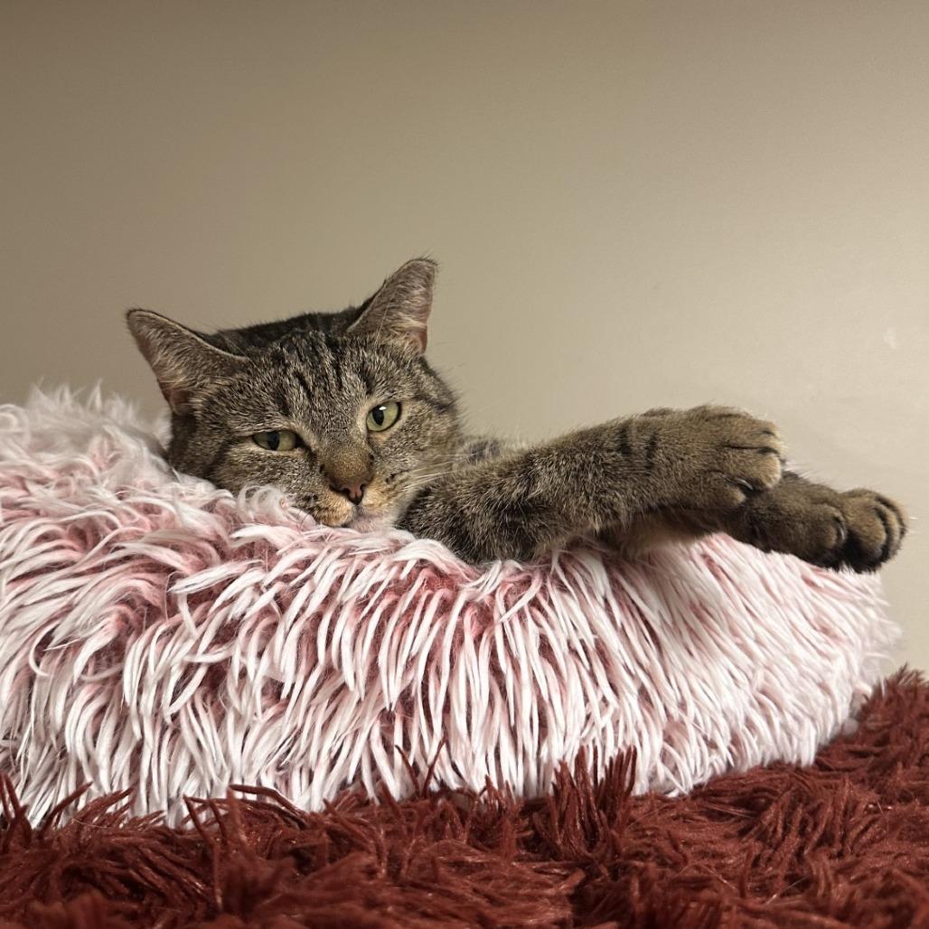 Enlarge Lollie, a Adoptable Domestic Short Hair in Blue Ridge, GA image 1/2