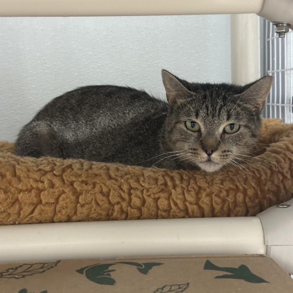 Lollie, Adoptable, Adult Female Domestic Short Hair.