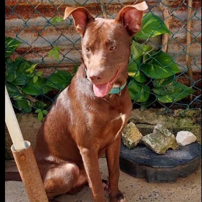 Goofy, a Adoptable mixed breed in Huntington, NY image 1/4