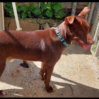 Goofy, a Adoptable mixed breed in Huntington, NY image 2/4