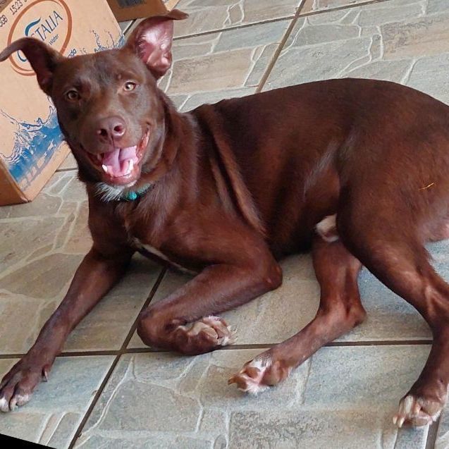 Goofy, a Adoptable mixed breed in Huntington, NY image 3/4