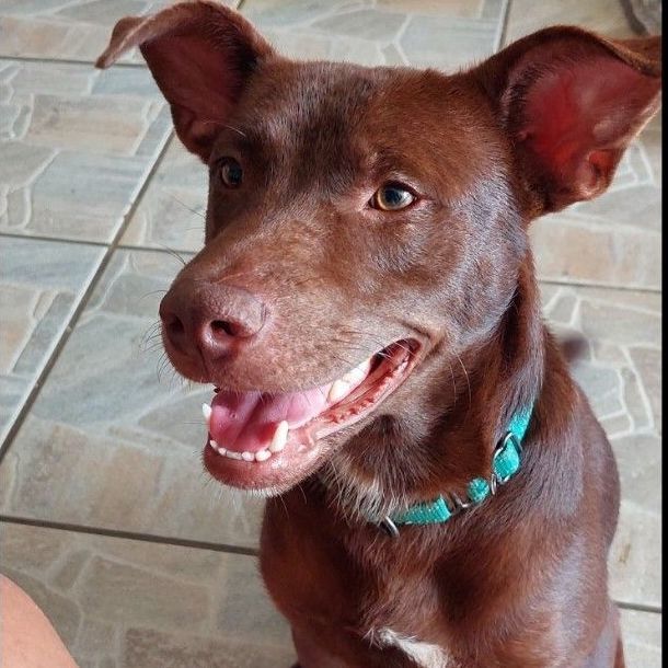 Goofy, a Adoptable mixed breed in Huntington, NY image 4/4