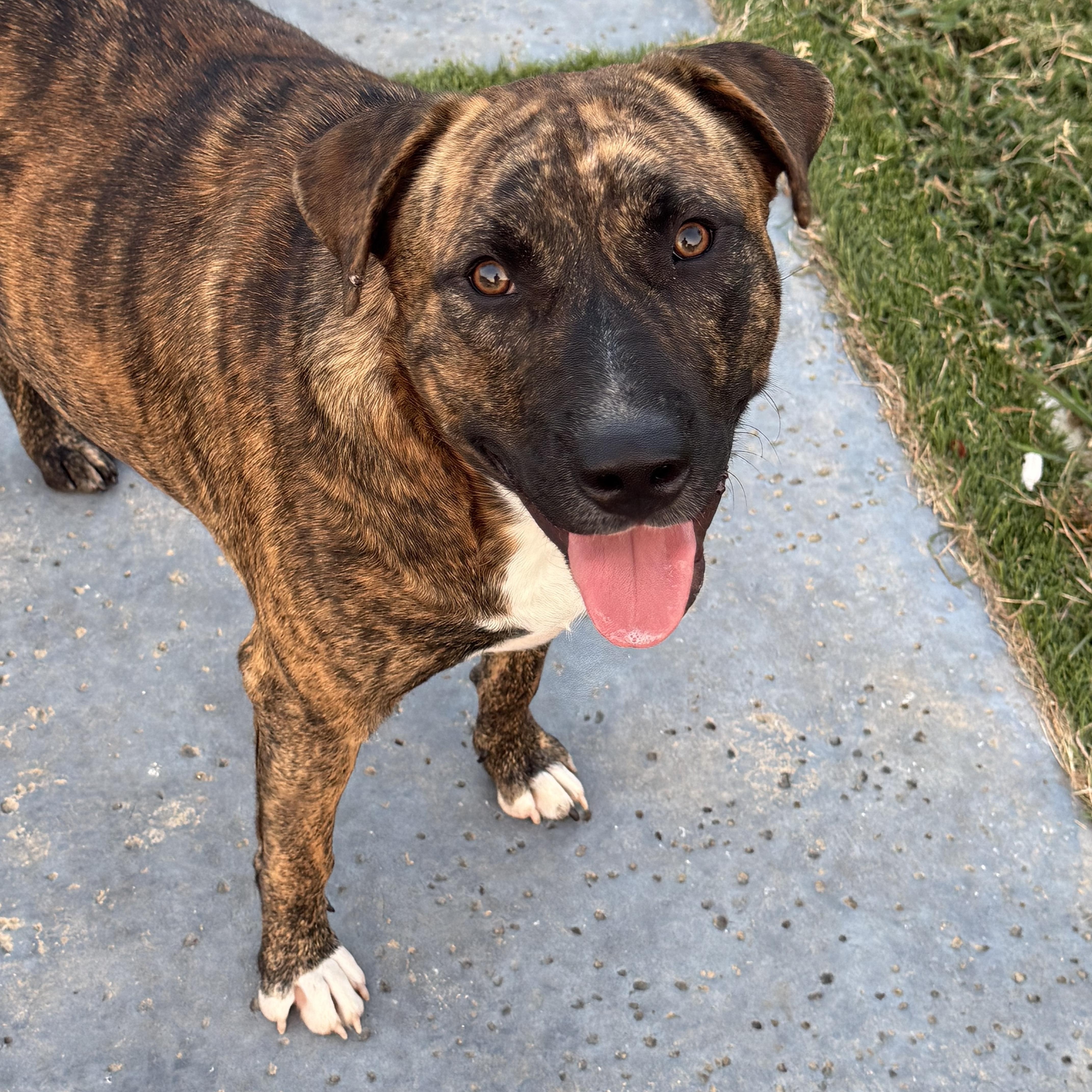 Enlarge Tex, a Adoptable Mixed Breed in Celina, TX image 2/5