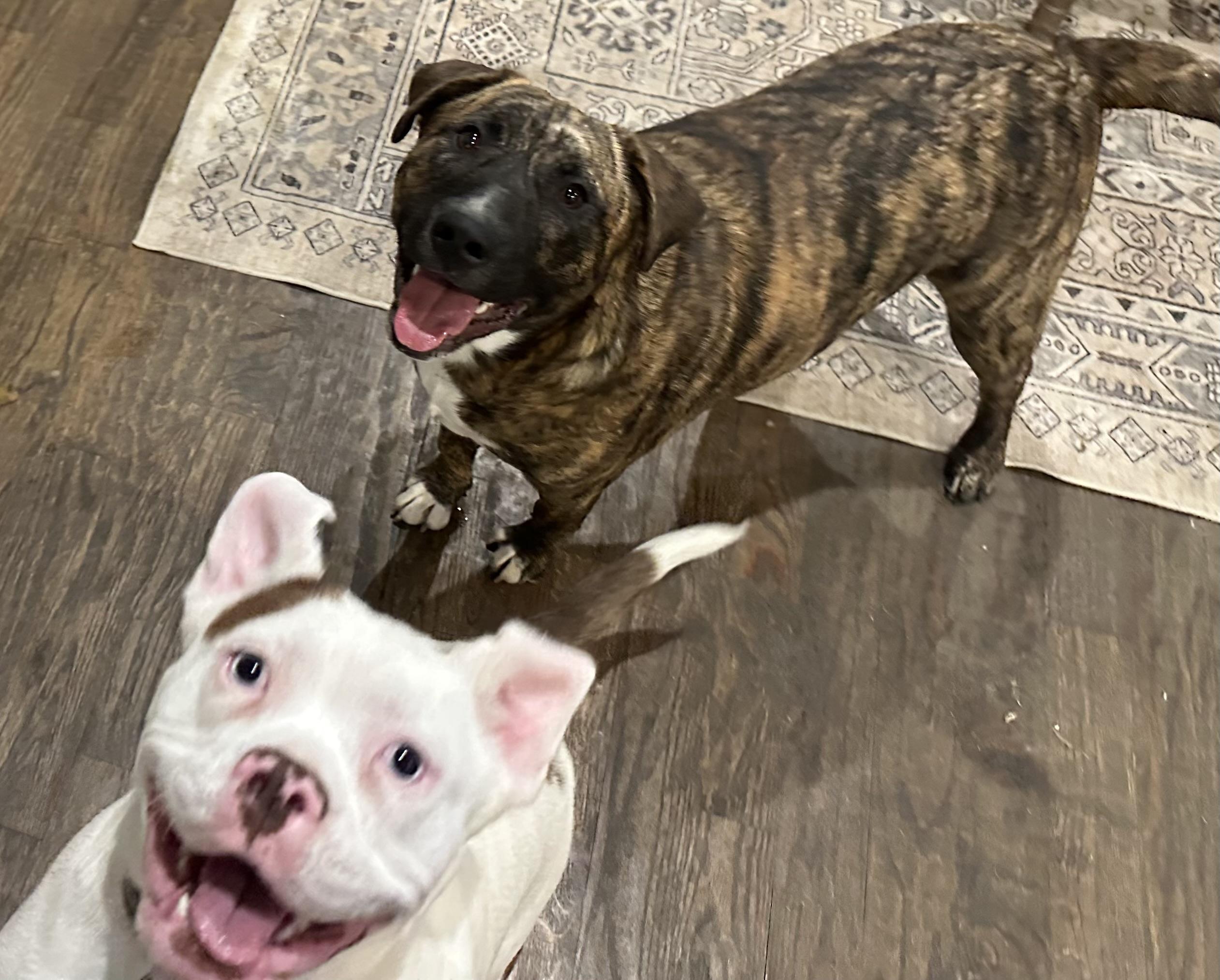 Enlarge Tex, a Adoptable Mixed Breed in Celina, TX image 3/5