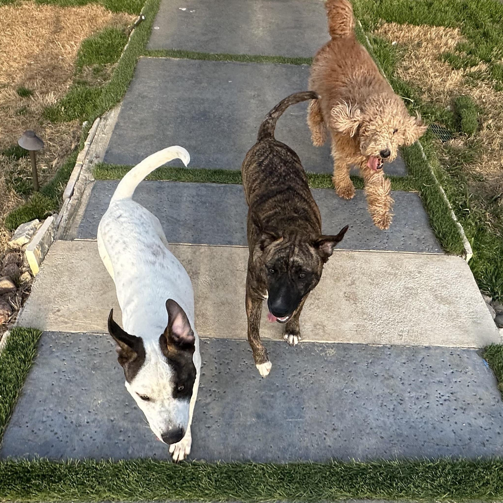 Tex, Adoptable, Young Male Mixed Breed.