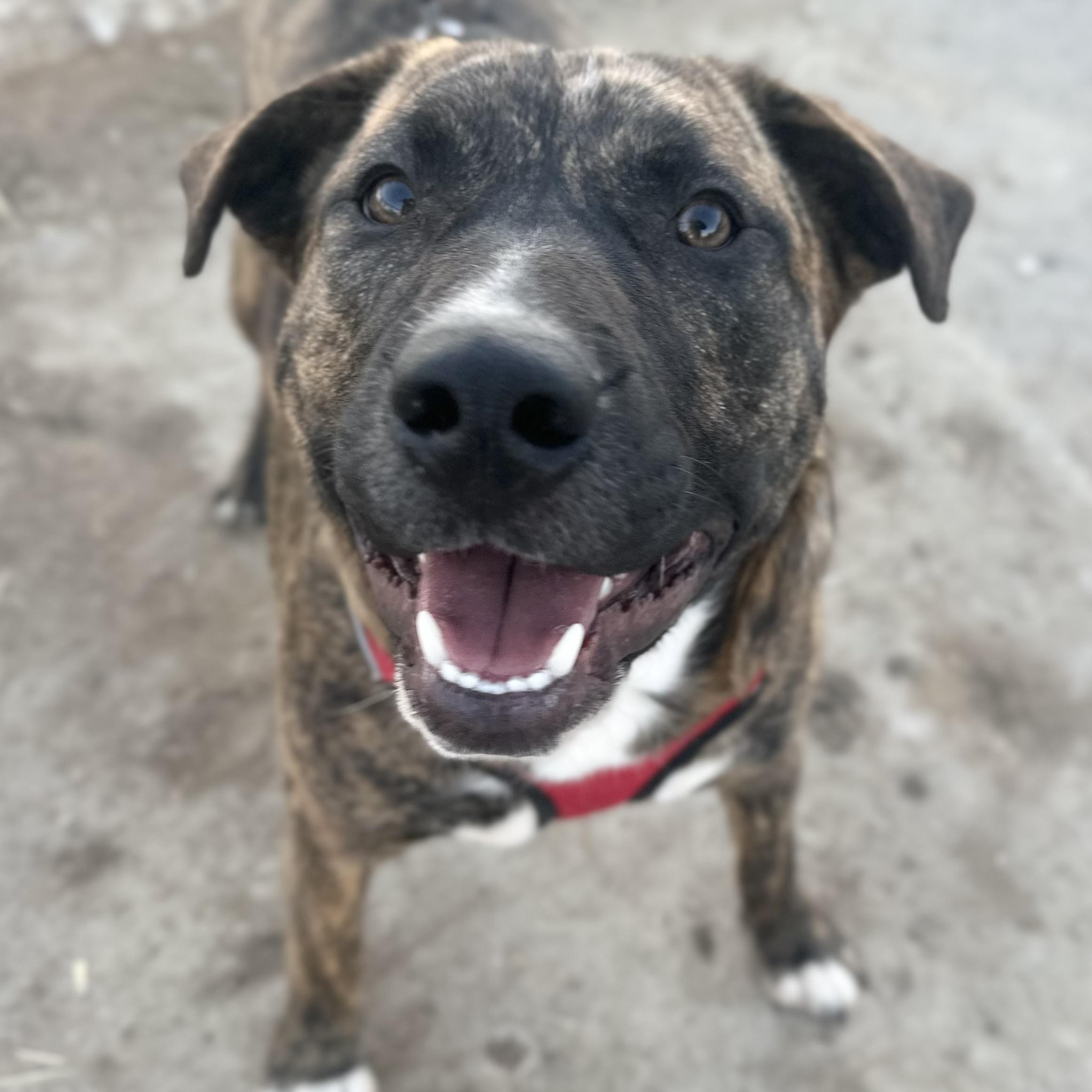 Enlarge Tex, a Adoptable Mixed Breed in Celina, TX image 4/5