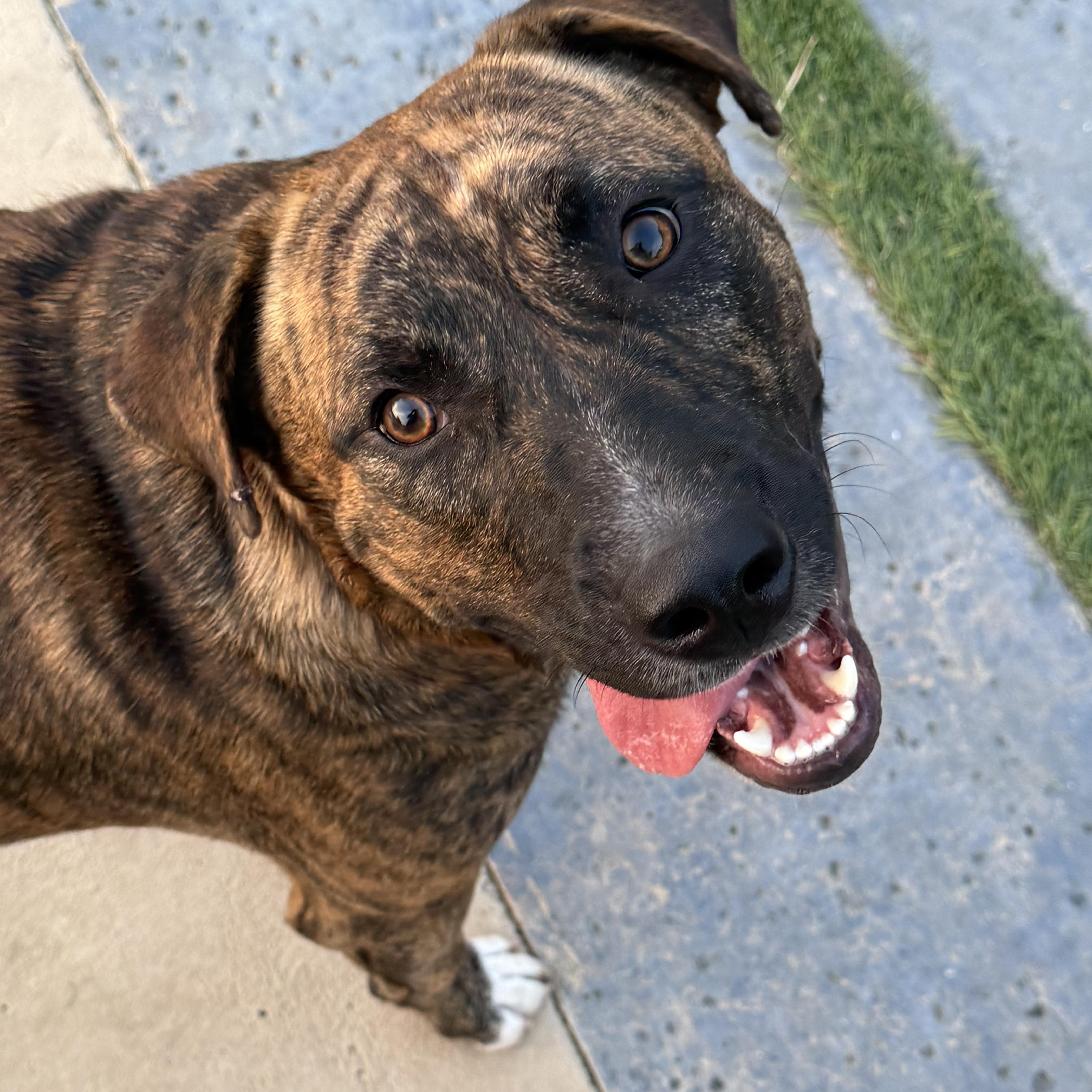 Tex, Adoptable, Young Male Mixed Breed.