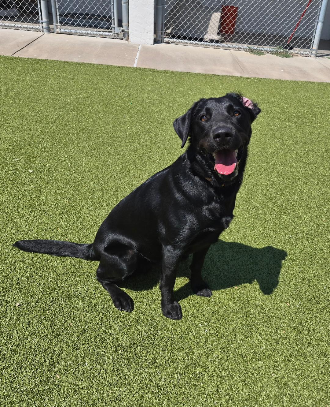 Enlarge Luna, an adopted mixed breed in Hays, KS image 6/6