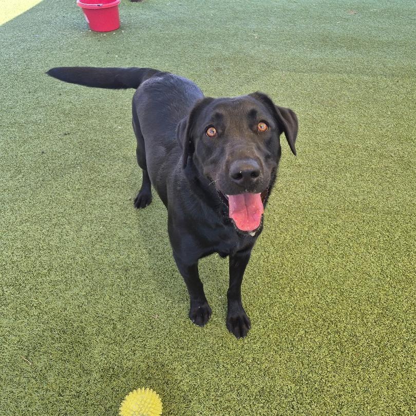Luna, adopted, Adult Female Black Labrador Retriever.