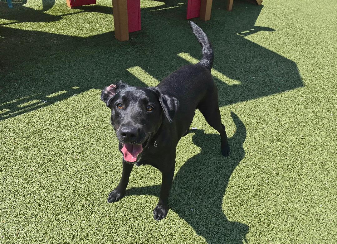 Enlarge Luna, an adopted mixed breed in Hays, KS image 3/6