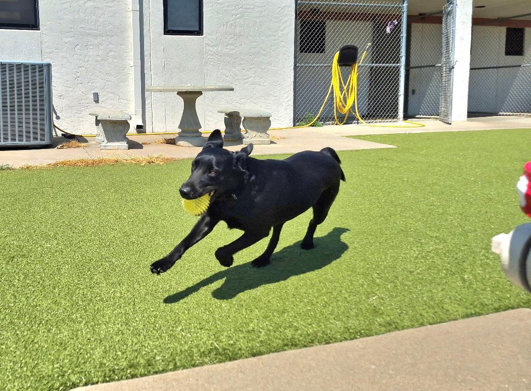 Enlarge Luna, an adopted mixed breed in Hays, KS image 4/6