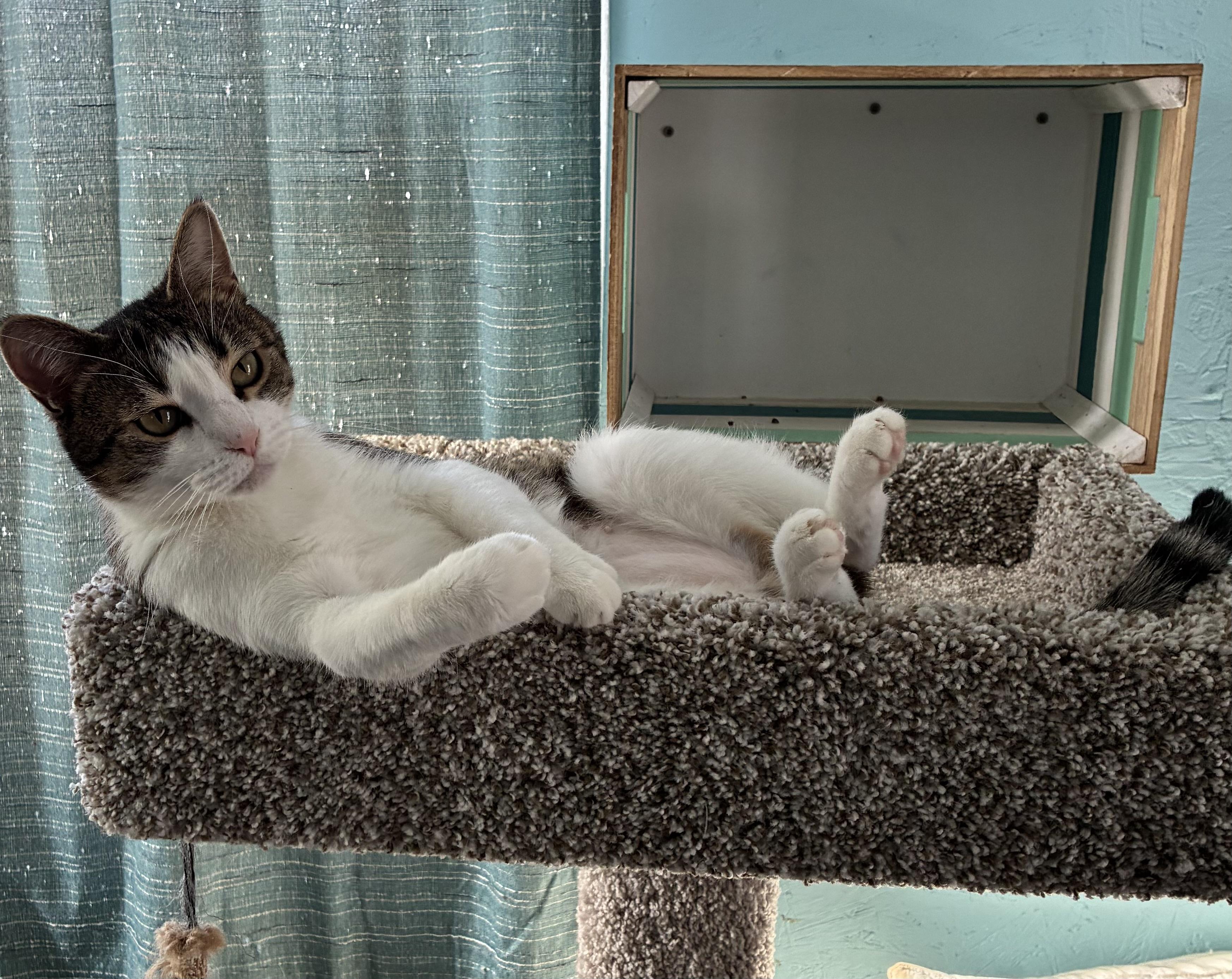 Gibby, a ADOPTABLE Domestic Short Hair in Hatley, WI image 1/5