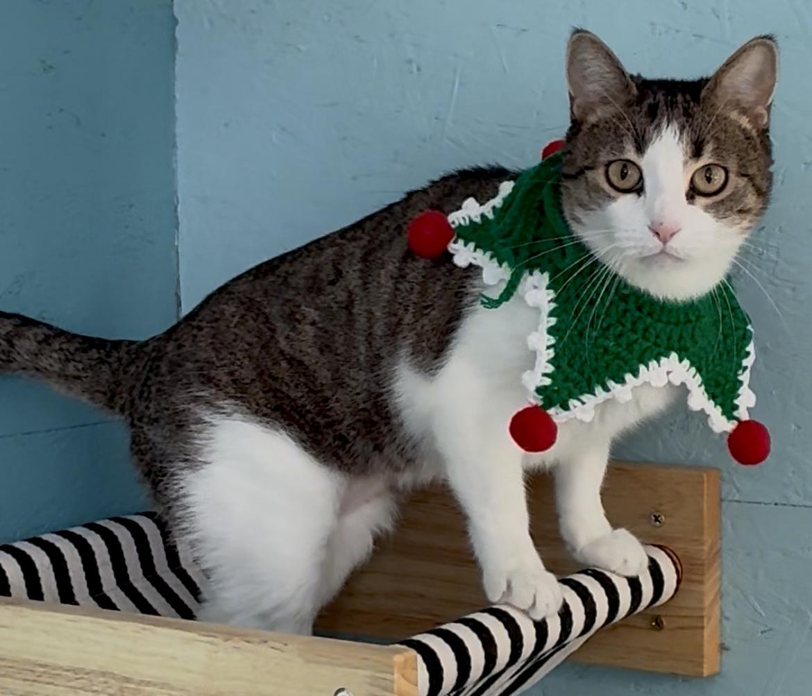 Gibby, a ADOPTABLE Domestic Short Hair in Hatley, WI image 2/5