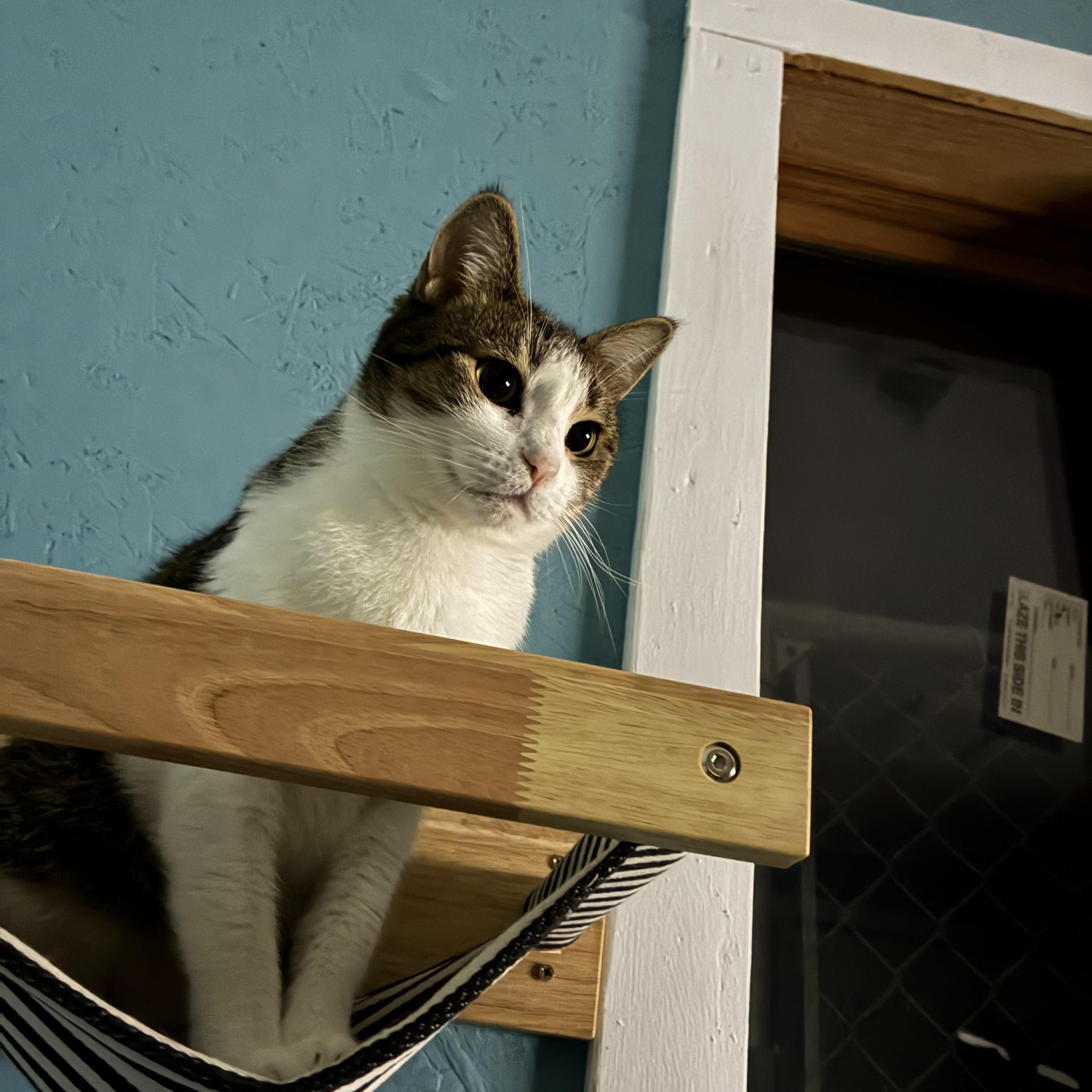 Gibby, a ADOPTABLE Domestic Short Hair in Hatley, WI image 3/5