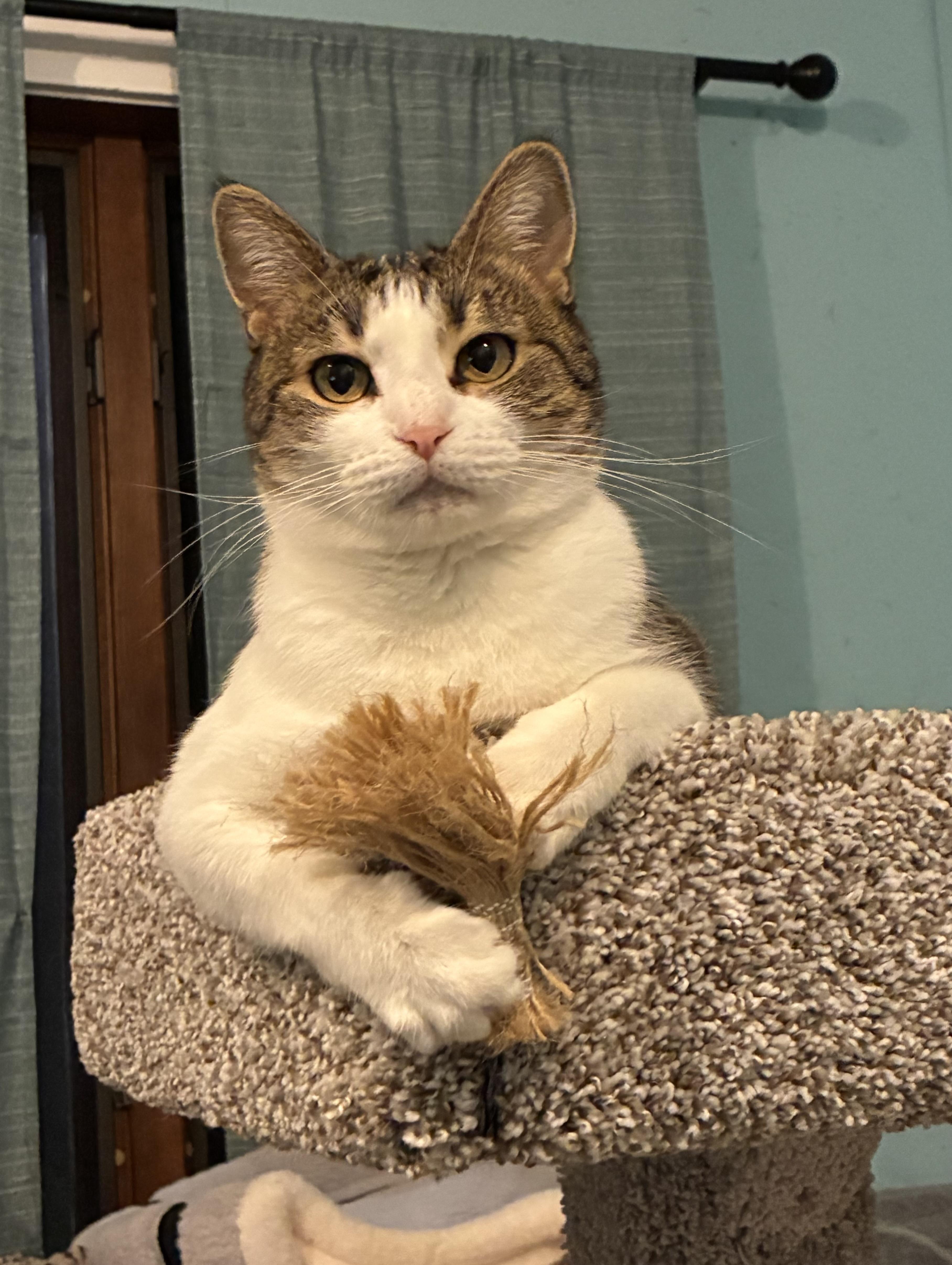 Gibby, a ADOPTABLE Domestic Short Hair in Hatley, WI image 4/5