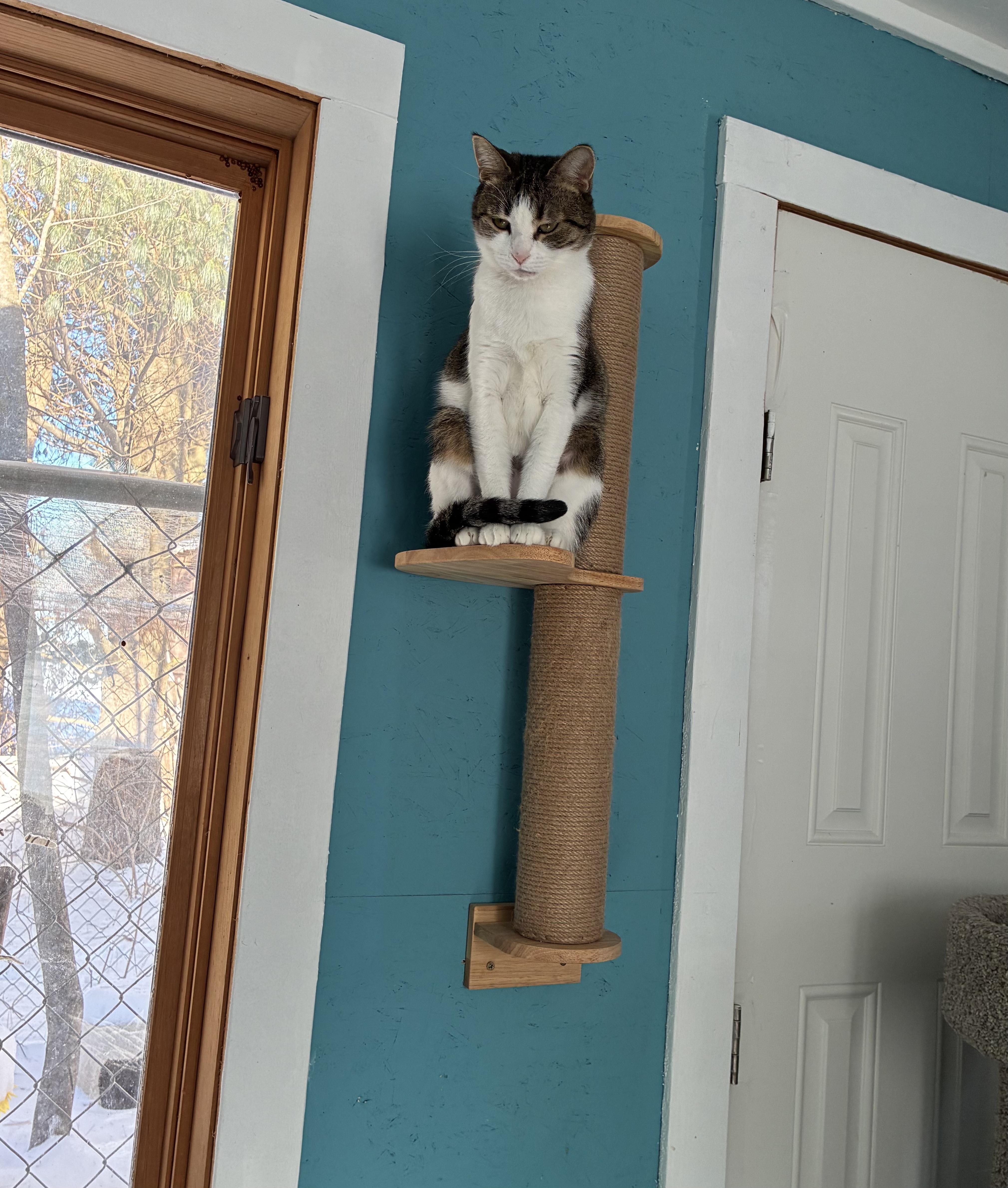 Gibby, a ADOPTABLE Domestic Short Hair in Hatley, WI image 5/5