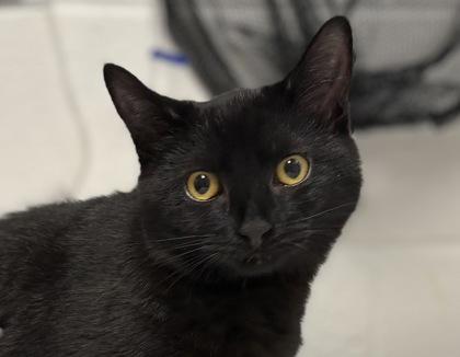 Fiona, Adoptable, Kitten Female Domestic Short Hair & Domestic Short Hair.