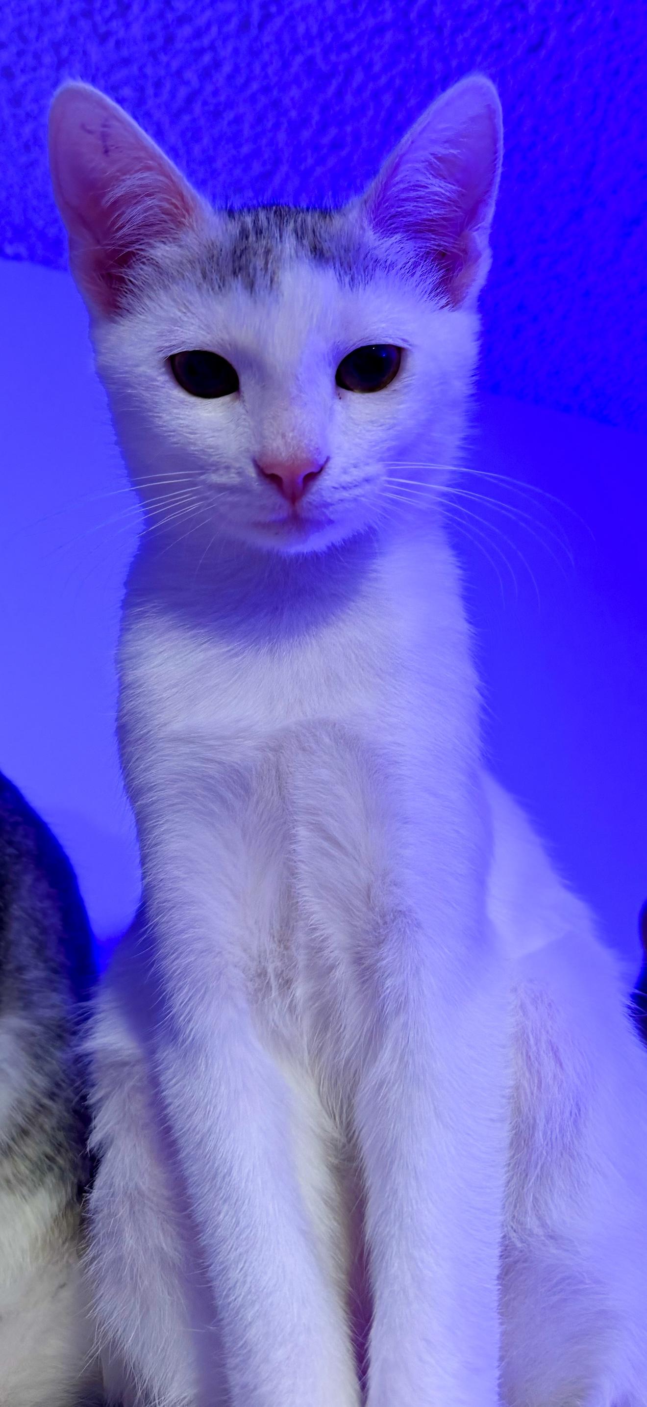 Enlarge Sydney, an adopted Domestic Short Hair in Ramsey, MN image 1/1