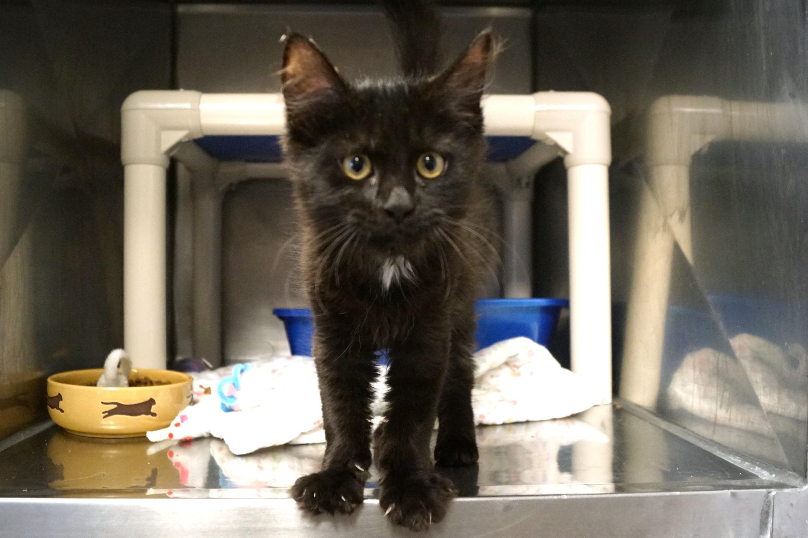 Enlarge Kitten 26-2 A, an adopted Domestic Medium Hair in New Milford, CT image 2/6