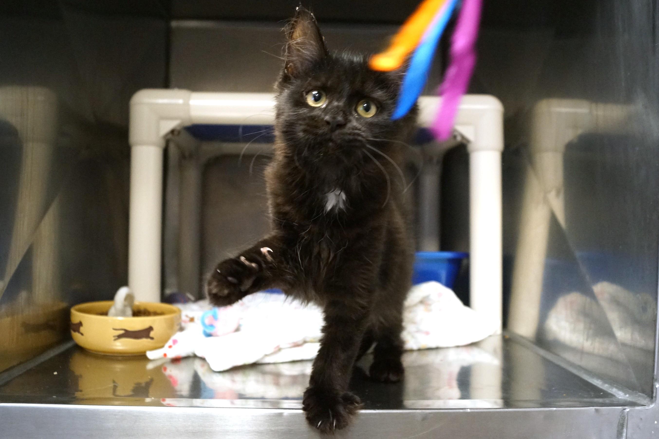 Enlarge Kitten 26-2 A, an adopted Domestic Medium Hair in New Milford, CT image 1/6