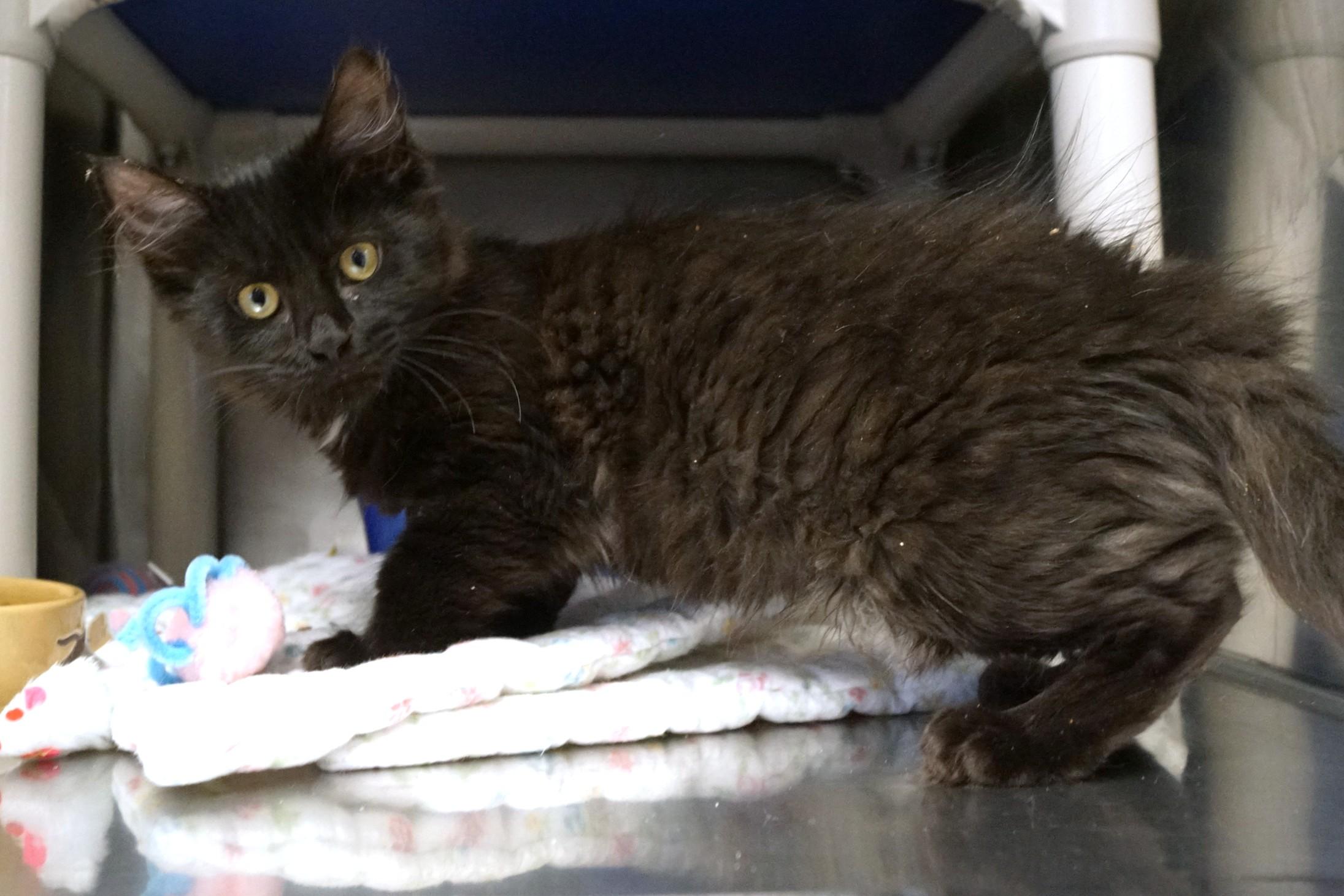 Enlarge Kitten 26-2 A, an adopted Domestic Medium Hair in New Milford, CT image 5/6