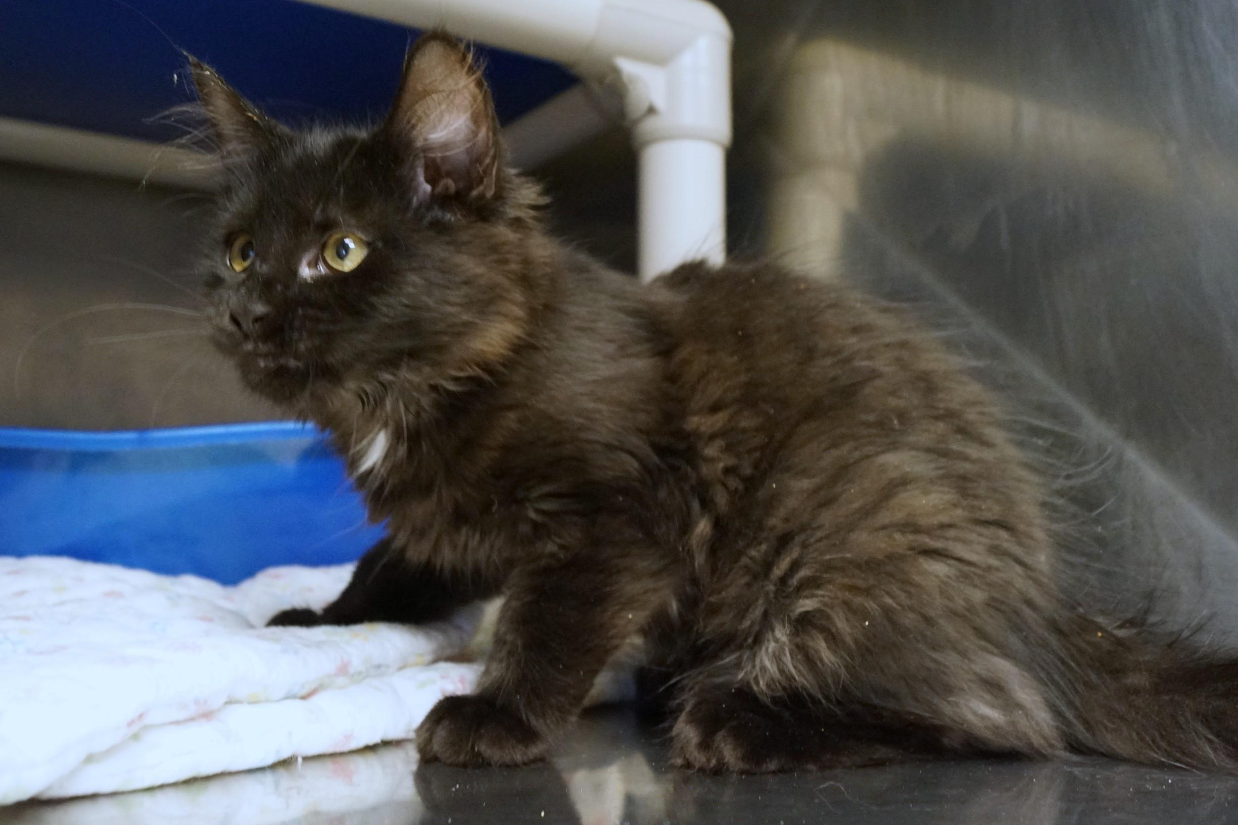Enlarge Kitten 26-2 A, an adopted Domestic Medium Hair in New Milford, CT image 3/6