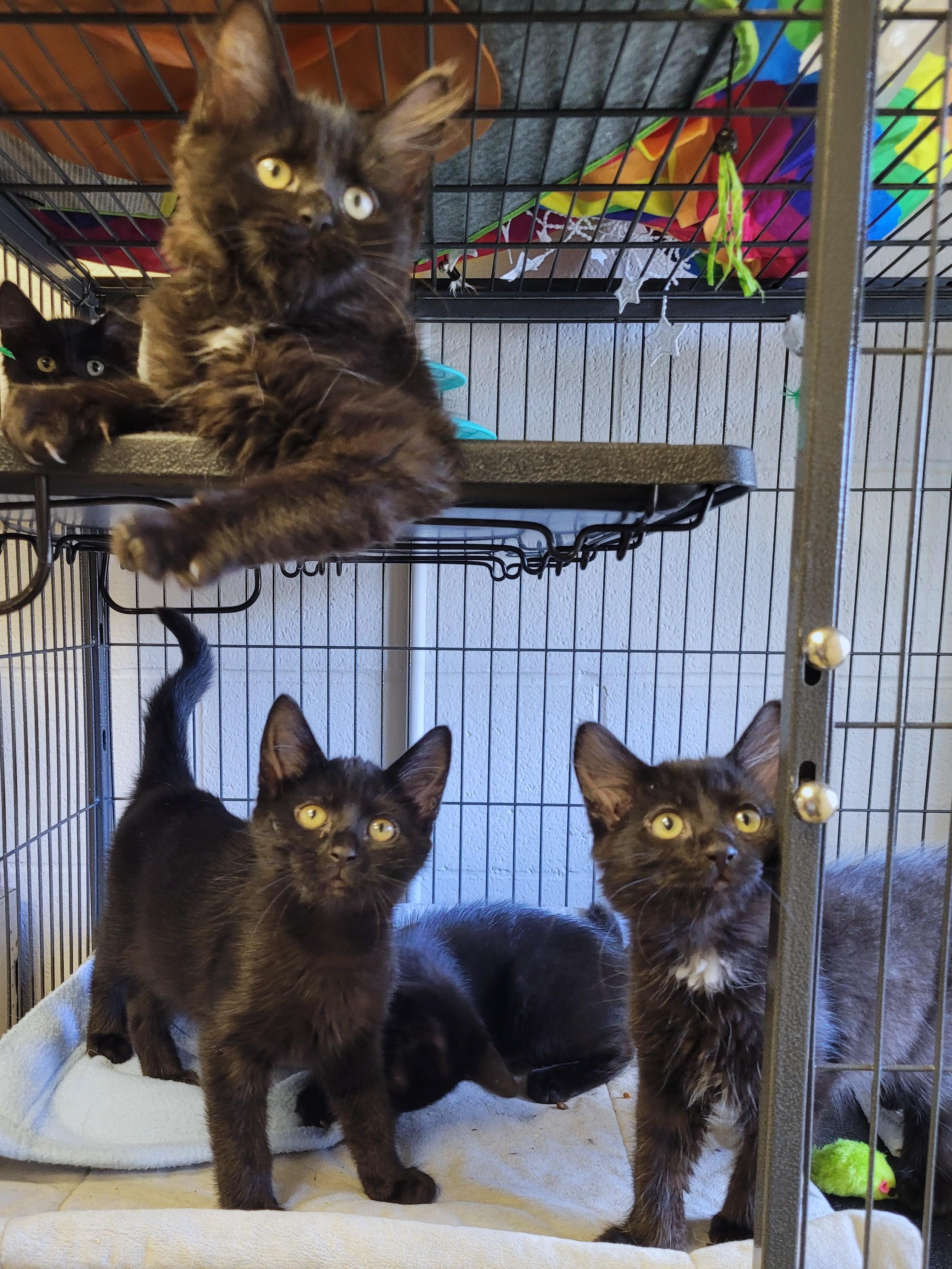 Enlarge Kitten 26-2 A, an adopted Domestic Medium Hair in New Milford, CT image 6/6