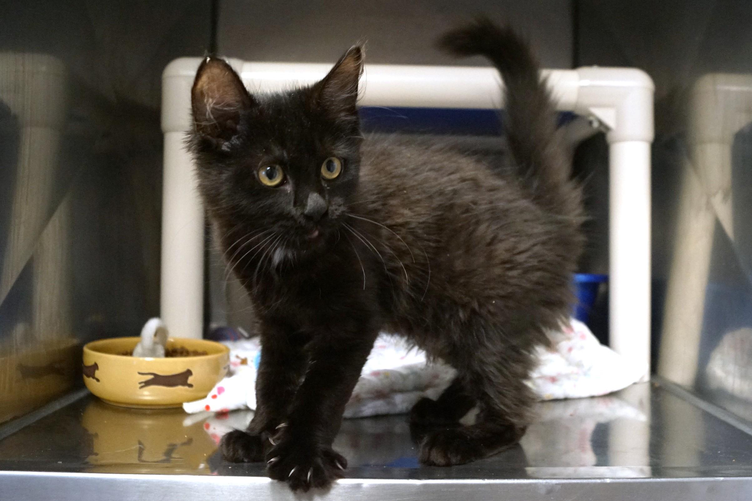 Enlarge Kitten 26-2 A, an adopted Domestic Medium Hair in New Milford, CT image 4/6