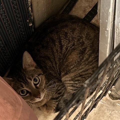 Aliza, a Adoptable Domestic Short Hair in League City, TX image 1/2