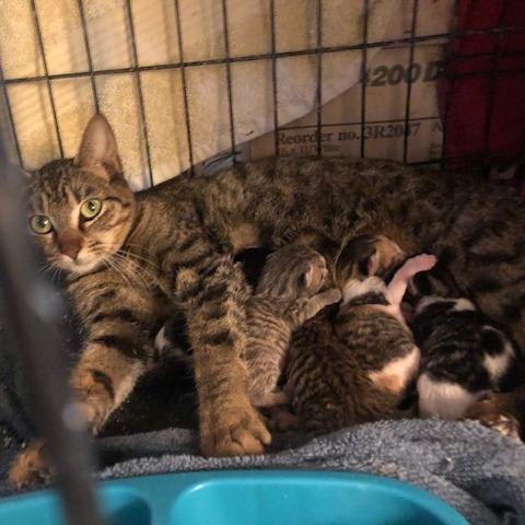 Aliza, a Adoptable Domestic Short Hair in League City, TX image 2/2