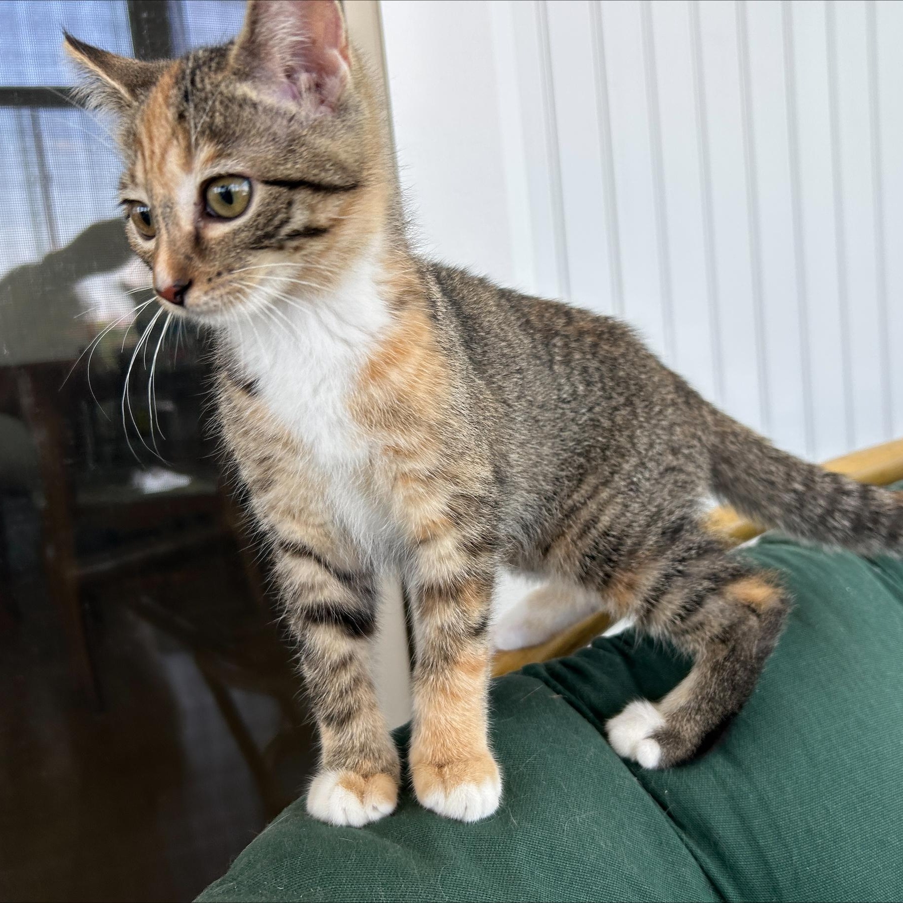 Enlarge Amethyst, an adopted Domestic Short Hair in Hudsonville, MI image 2/3