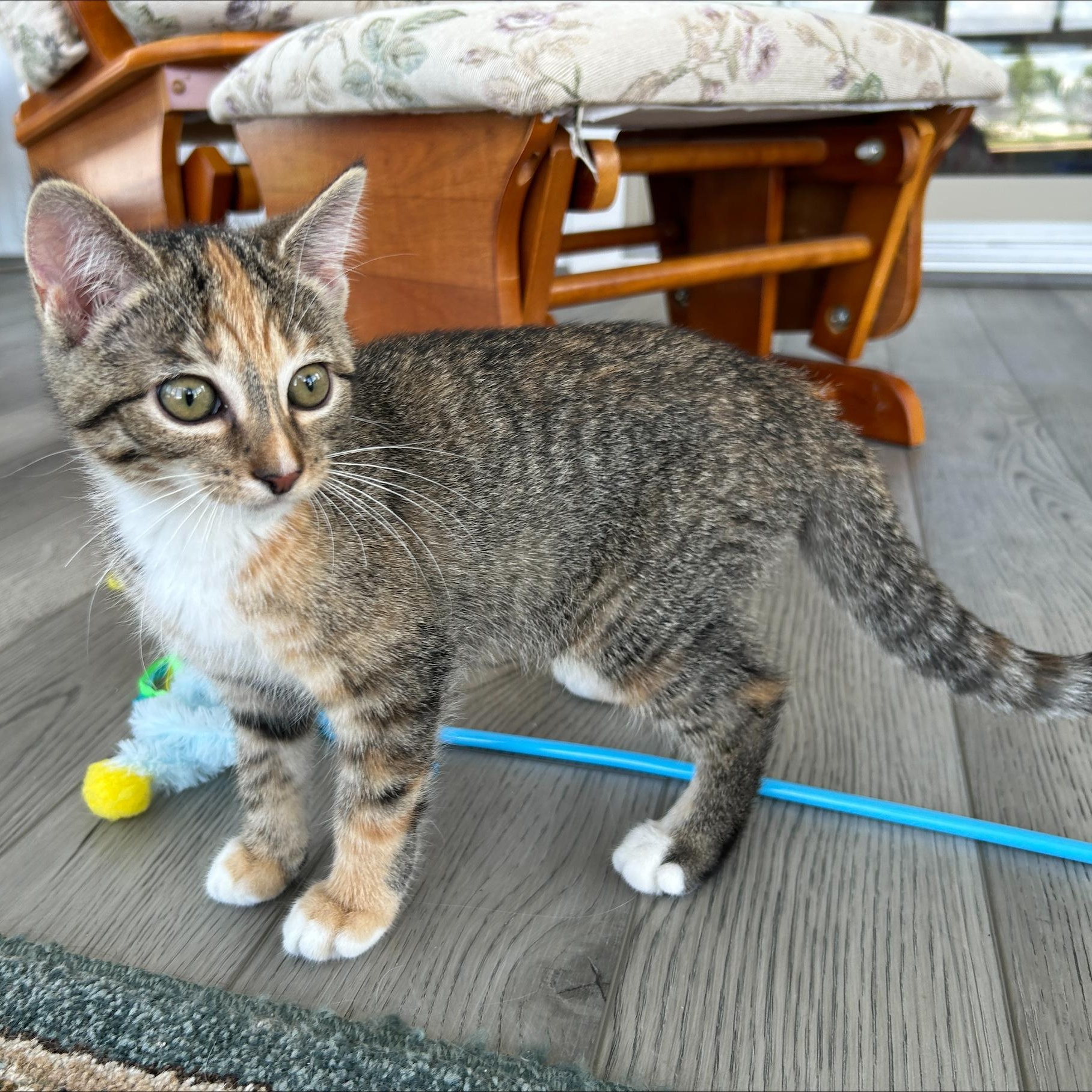 Amethyst, adopted, Kitten Female Domestic Short Hair.