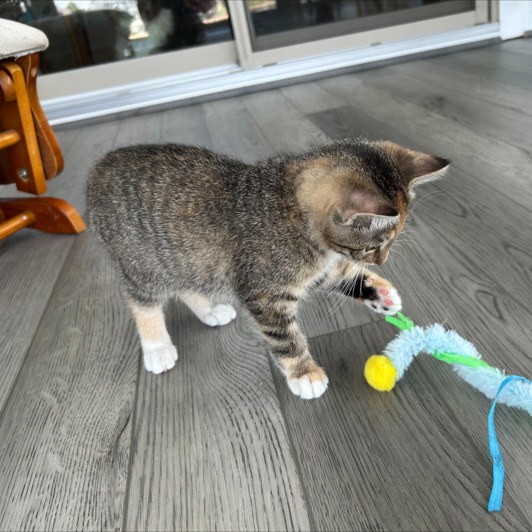 Enlarge Amethyst, an adopted Domestic Short Hair in Hudsonville, MI image 3/3